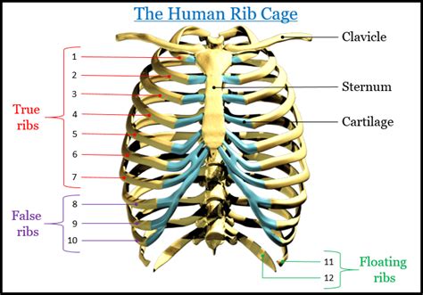 how many ribs do we have on each side|True ribs: Anatomy, structure and function .